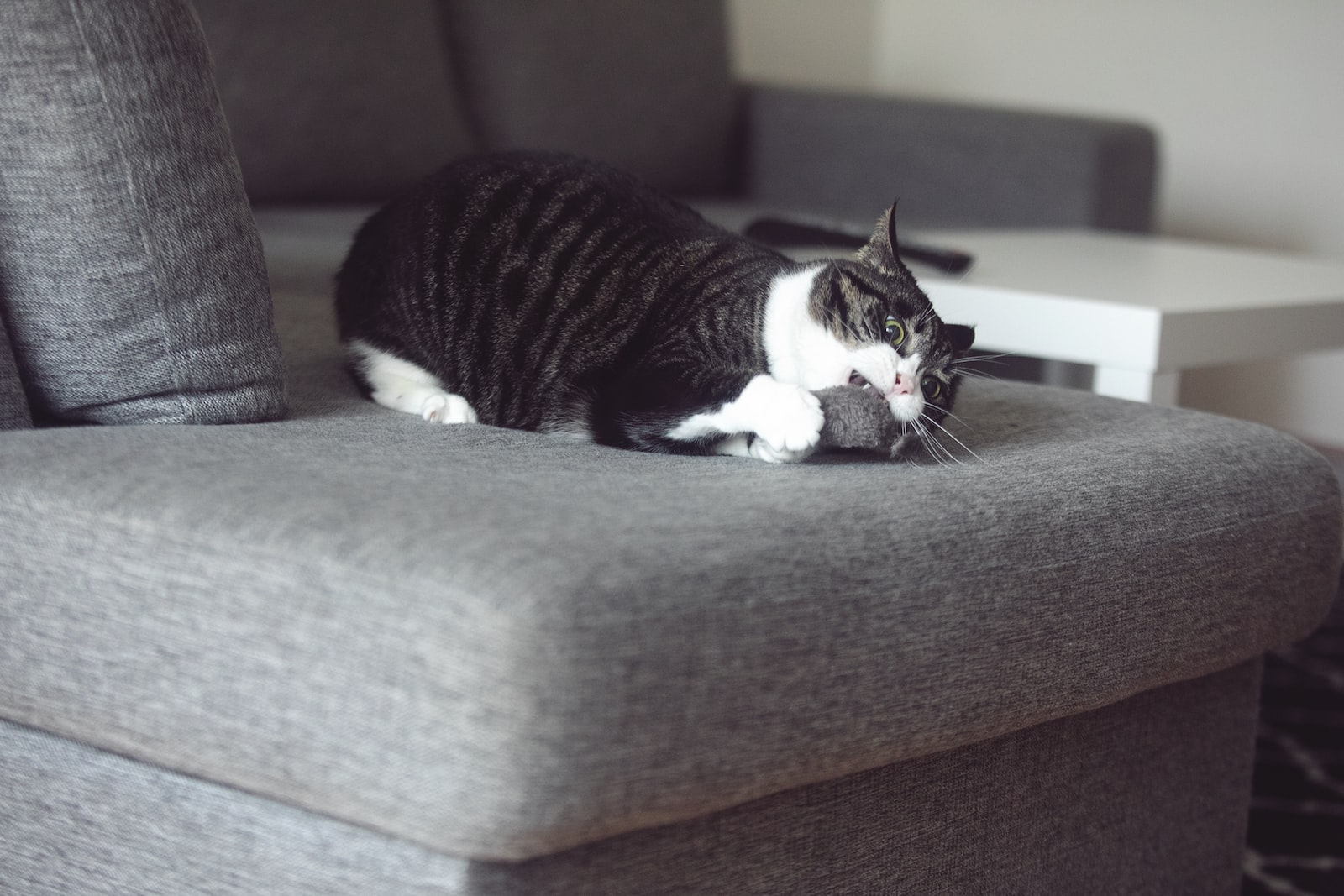 a black and white cat sitting on a grey chair