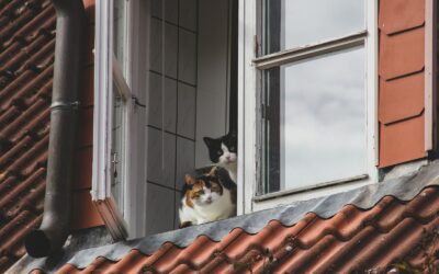 Zwei ältere Katzen mit mehreren Beschwerden