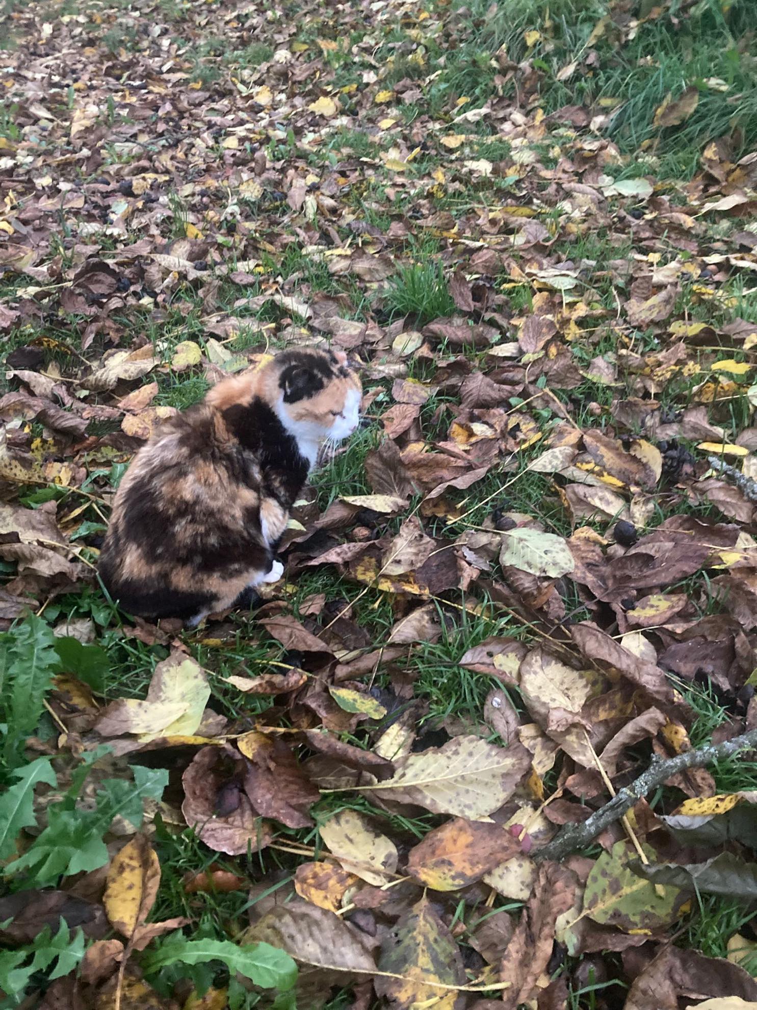 Katze Clochy im Herbst 2025